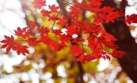一起讀報-10月28日（重陽節(jié)）